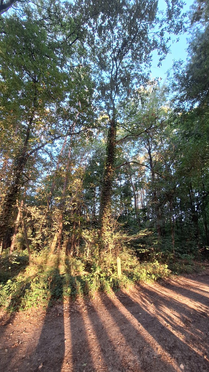Aesthetic1333's tweet photo. .

Sunlight dancing on ivy-mantled bark, painting a path made of time and stillness.

The world is loud, but here, the silence speaks volumes. ☀️🍂

#SilentForest #WhisperingTrees #NatureHeals

. https://t.co/WdNGtmdpi0