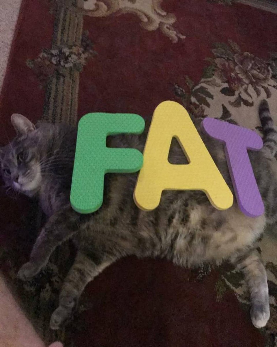 catsbeiingcats's tweet photo. https://t.co/Kn3LF0M0Iz
