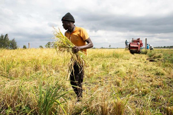 togoendirect's tweet photo. Les exportations agricoles du Togo sont passées de 122,5 à 176,2 milliards FCFA entre 2020 et 2024, soit une progression de 43,9 %. Le cacao et le coton-fibre ont fortement porté cette hausse.

Mais la dynamique reste fragile : en 2025-2026, les exportations de cacao ont chuté de 62,9 % et celles de café de 40,9 %, malgré une production en hausse. Un enjeu majeur pour la filière : mieux sécuriser les débouchés et valoriser davantage la production locale.

#Togo #Agriculture #Economie #Africa