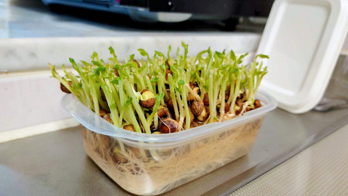 naocky8bitcpu's tweet photo. 2026/09/15 19:40頃の豆苗 https://t.co/1Mj1m8GFR4