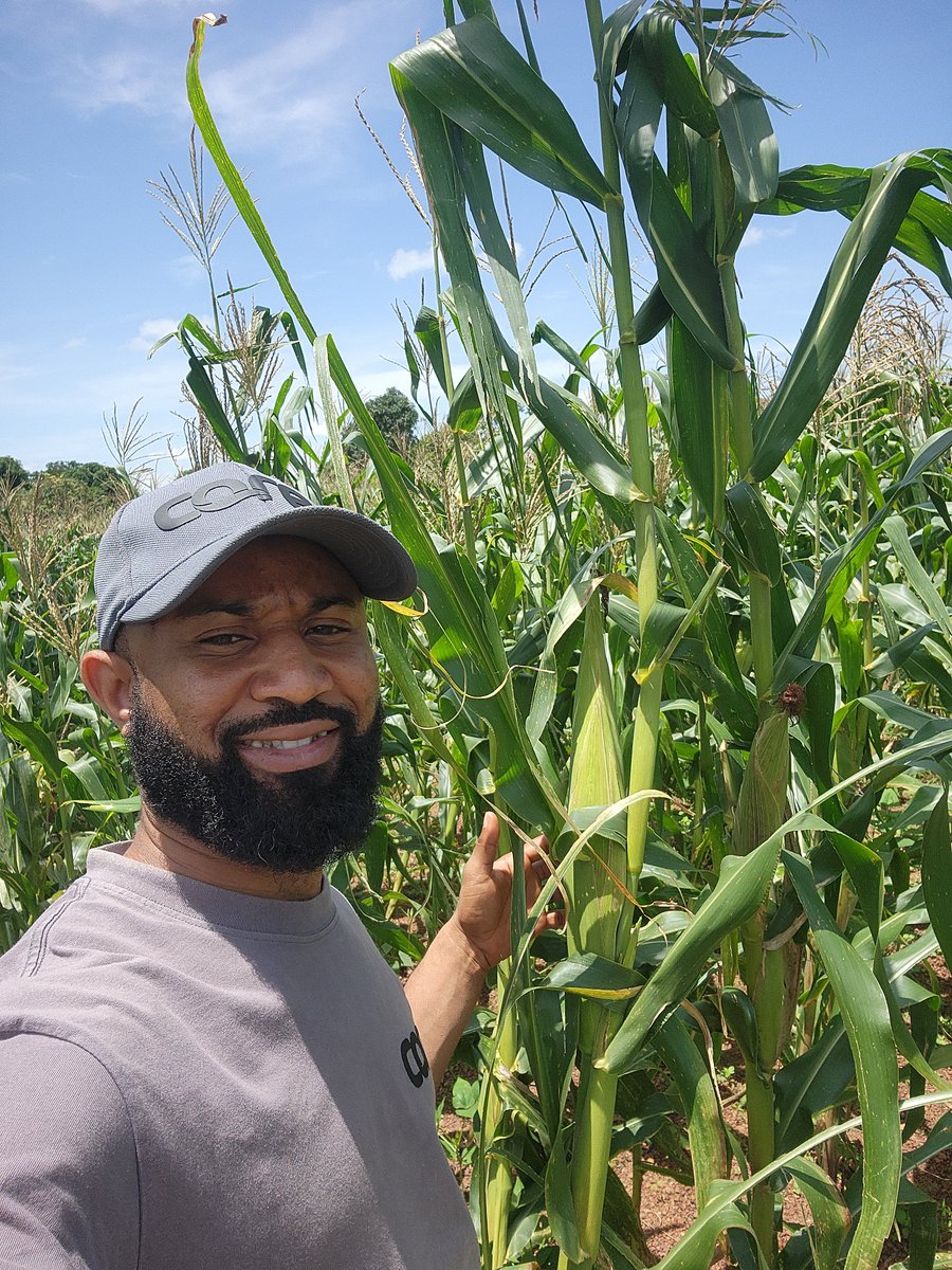 CqreAgro's tweet photo. A farmer and his corn 🌽 https://t.co/wfDRQD1QJx