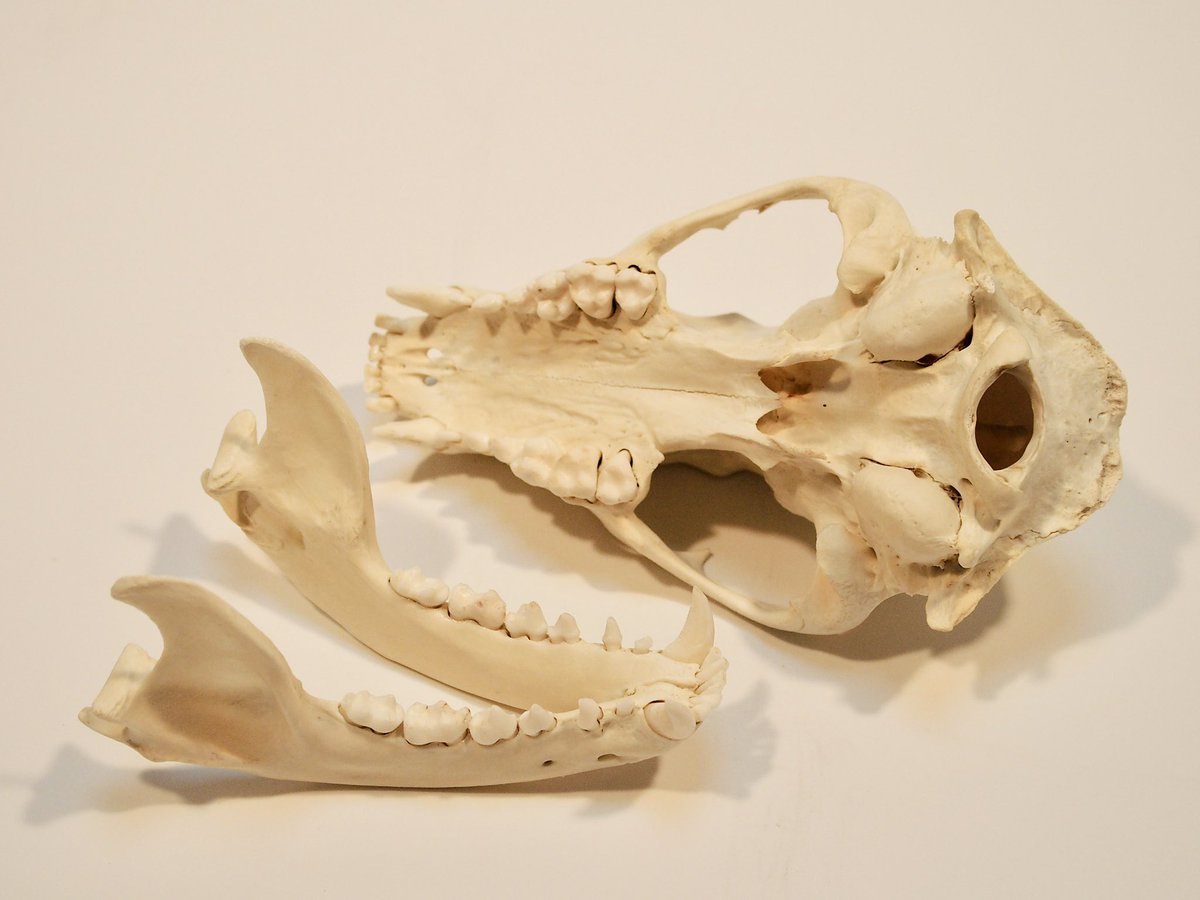 skullphilia's tweet photo. #夜の博物館展 
骨紹介🦴浣熊 頭骨(RS004)

オスの浣熊の頭骨です。
今回準備しました浣熊の骨は全て同一個体になります。鼻の中の骨が繊細で綺麗なので是非覗いてみて下さい。箱入りなのでそのまま置いて飾れます。

¥ 17.600-(税込)

ギニョール 2F(大阪 中崎町)
2026年9月19日㊏〜10月18日㊐ https://t.co/5LXXGptjf2