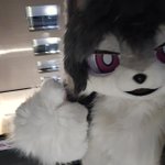 Photo by 낫퍼리(하울수프26) (@Not_Furry_)
