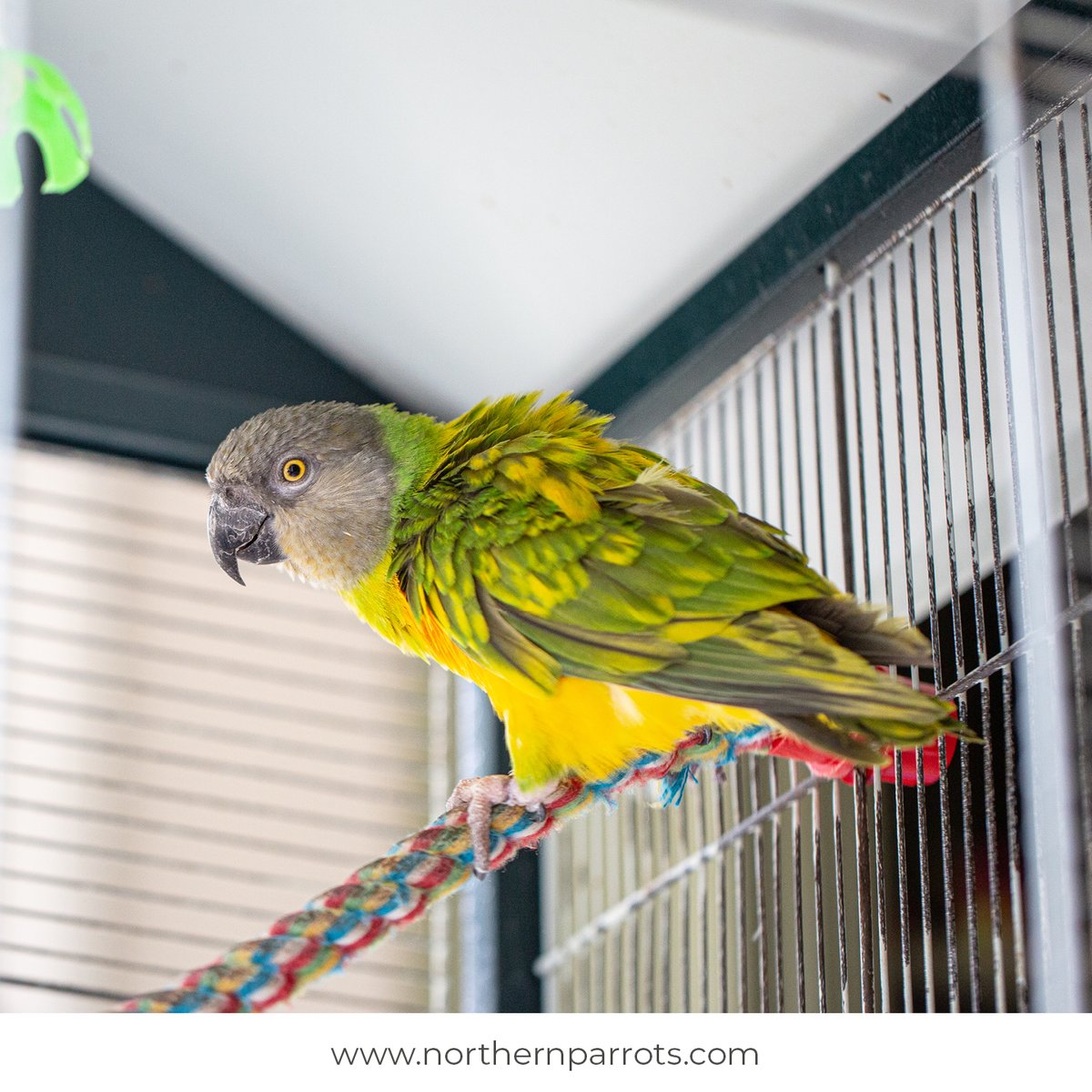 NorthernParrots's tweet photo. Post pictures of your Parrot in their bird room. Let's see some nice photos!
#postapic https://t.co/XRTwX038TZ