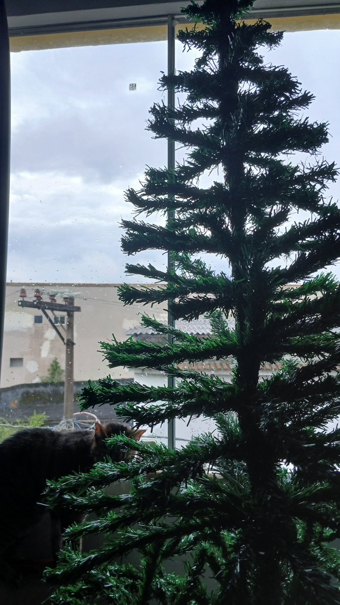 Fotografare____'s tweet photo. Tão feliz. Esse será meu primeiro depois de 4 anos, que terei uma árvore de Natal arrumadinha na sala sem que seja derrubada por algum gato 🐱 🎄❤️ https://t.co/hzL7XoX1Sy