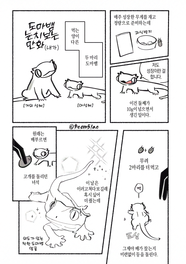 Beom5lae's tweet photo. 도마뱀 눈치도 봐야하고 https://t.co/vcpwx15dnx