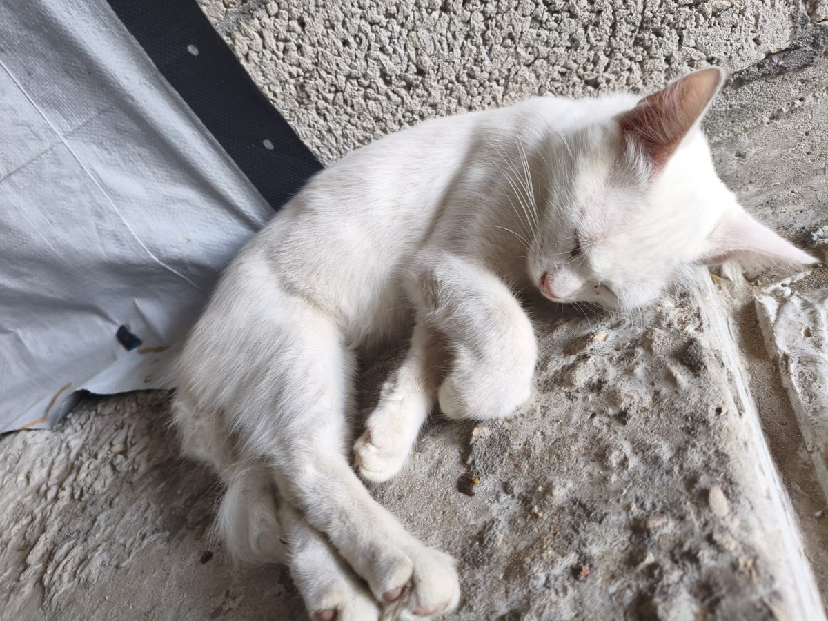 mohamaedalmsri's tweet photo. 💔 Please, don’t ignore Bella and Lucy… they are extremely hungry. 🐾😭

Their food ran out completely two days ago, and now all they have left is water to drink. I watch them in front of me, searching for anything they can eat, and my heart breaks because I simply don’t have enough to provide them with food.

We only need $80 more to get the food they desperately need. 🙏💔
This amount may seem small to some people, but for Bella and Lucy, it means meals, strength, and a chance to keep going.

I’m begging you, please don’t scroll past this post without helping.
Even if you can’t donate, sharing this post could reach someone who can save them. Never underestimate the power of a small act of kindness—every dollar and every share can make a real difference. 🐾❤️

🙏 Please help me reach just $80 so I can buy food for Bella and Lucy and finally feed them after two days of hunger.

Please don’t let Bella and Lucy spend another day hungry.
Help me give them food, comfort, and the safety they deserve. 🥺🐾💔

🔗 The donation link is in my bio and below this post.

Thank you from the bottom of my heart to every person who chooses compassion and helps these innocent souls. ❤️

https://t.co/d8AdX1x2bC