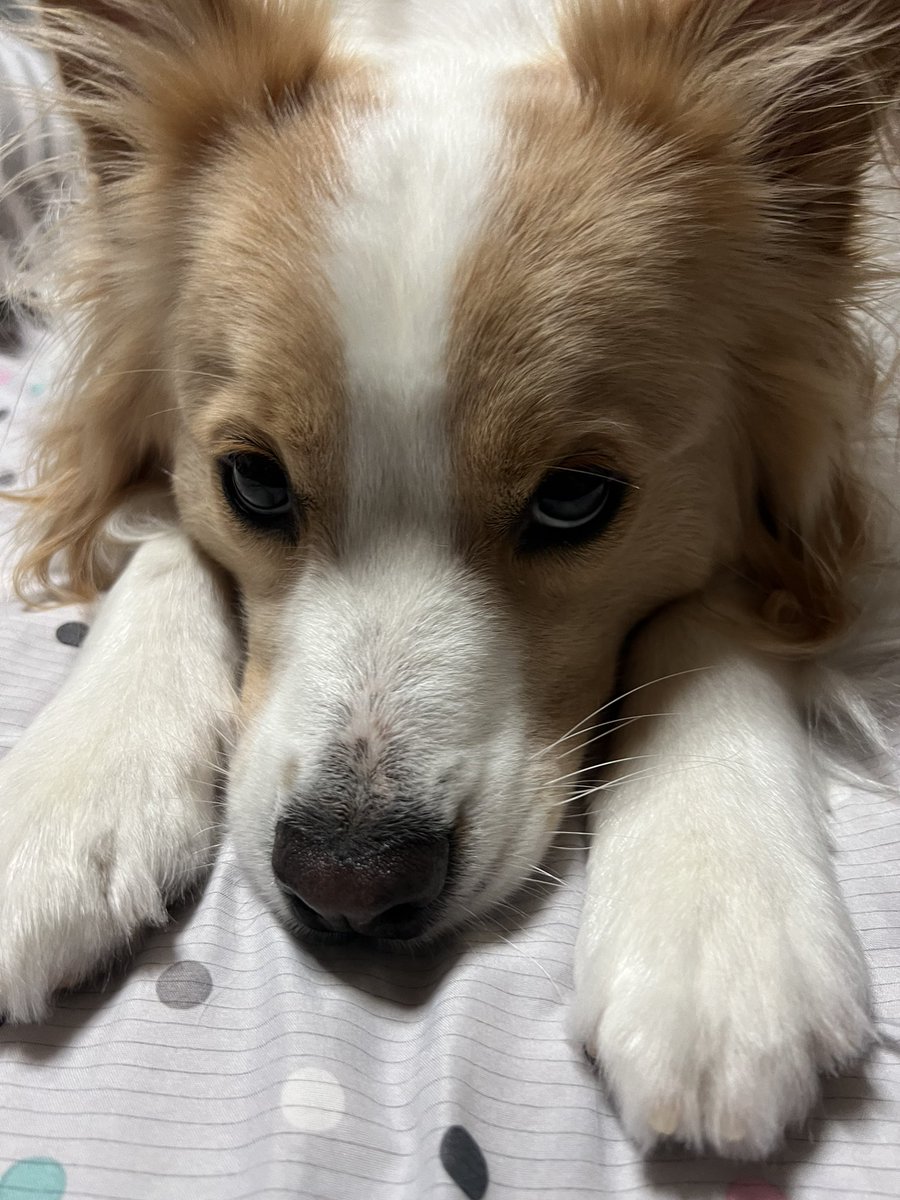 Hello_Wendy2348's tweet photo. かれこれ散歩に1週間ほど行ってない…。
でもインドア派にはメンタル的な問題行動なく💦
筋力が心配なのでマットトレーニングとバレーボールで遊ぶ日々…

今日はおやつ食べながら爪切るよ！と言ったら
おやつ食べれるけど…ん〜🫩の顔 https://t.co/zOnJsFXw4V