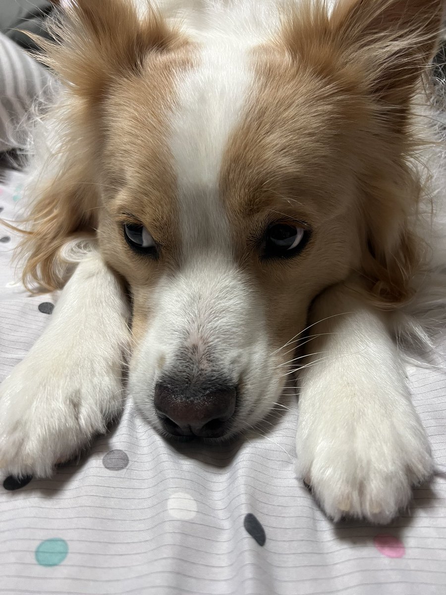Hello_Wendy2348's tweet photo. かれこれ散歩に1週間ほど行ってない…。
でもインドア派にはメンタル的な問題行動なく💦
筋力が心配なのでマットトレーニングとバレーボールで遊ぶ日々…

今日はおやつ食べながら爪切るよ！と言ったら
おやつ食べれるけど…ん〜🫩の顔 https://t.co/zOnJsFXw4V
