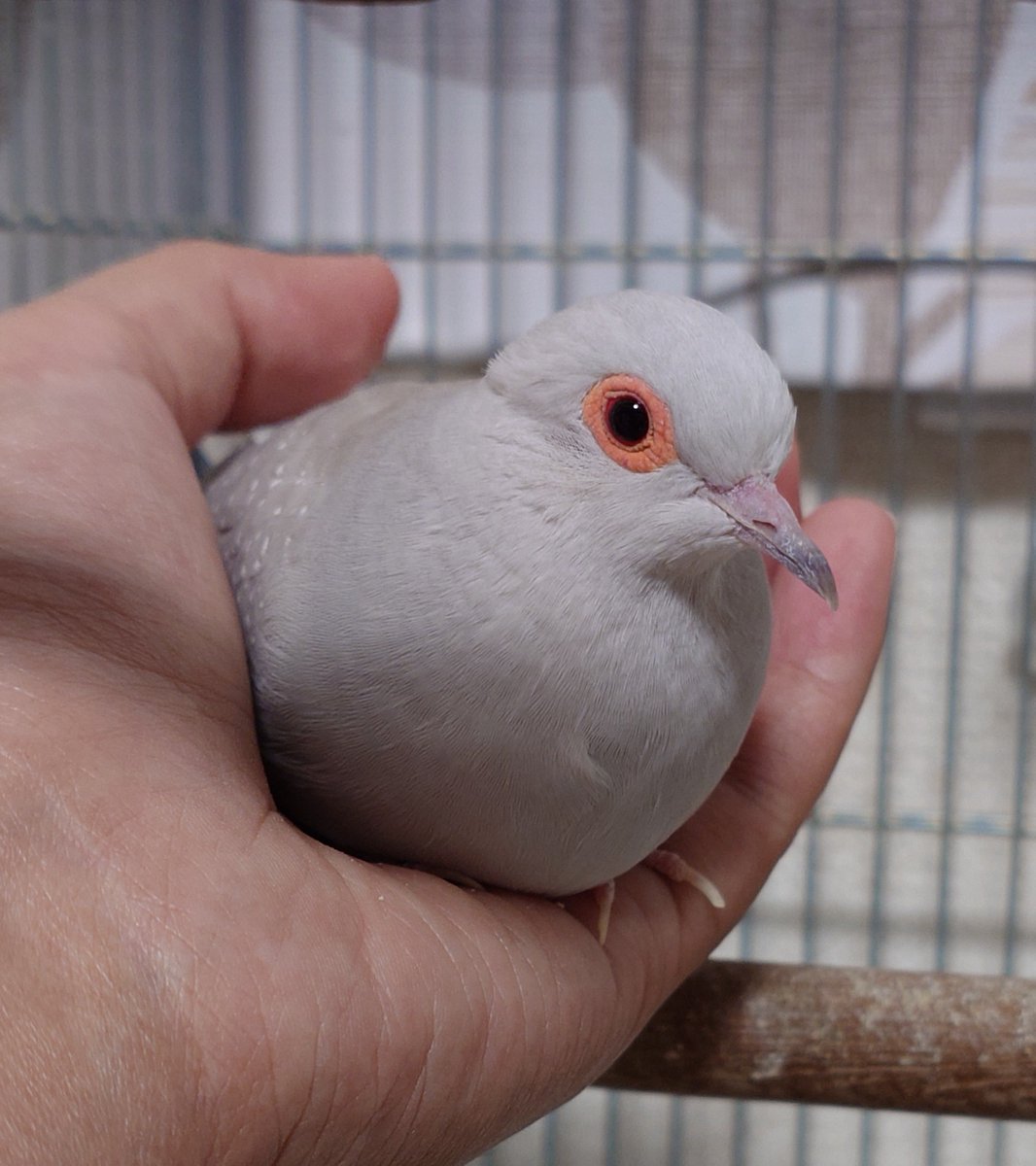 sashimi_hato's tweet photo. 胸毛がちょっと乱れてるね
 #ウスユキバト https://t.co/waND3sLxVm
