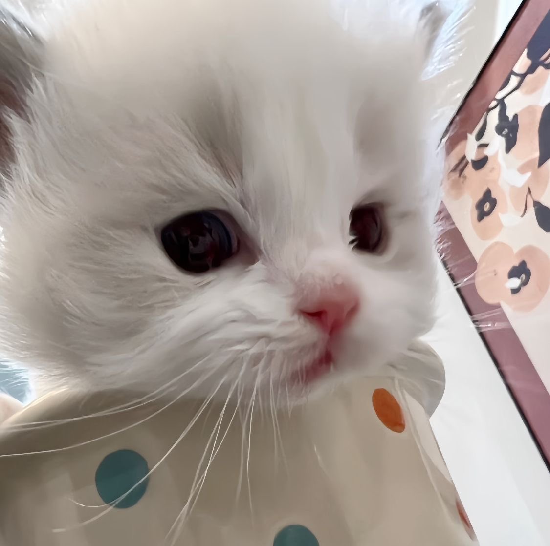 sqhsn's tweet photo. อมข้าวไมวะไออ้วล เคี้ยวสิ https://t.co/pvPfts7Wch
