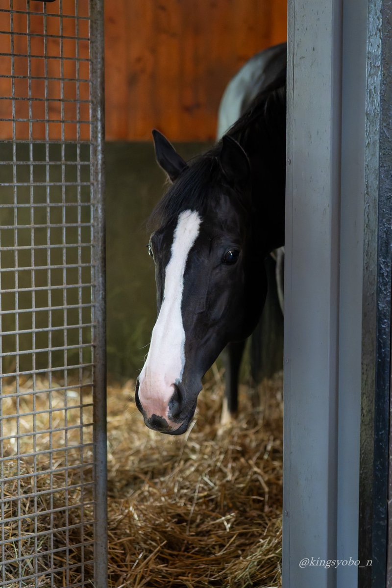 kingsyobo_n's tweet photo. イクイノックス

掃除のために馬房のドアを開けたらひょっこり顔出してくれたのかわいい https://t.co/y9QqNU8gmd