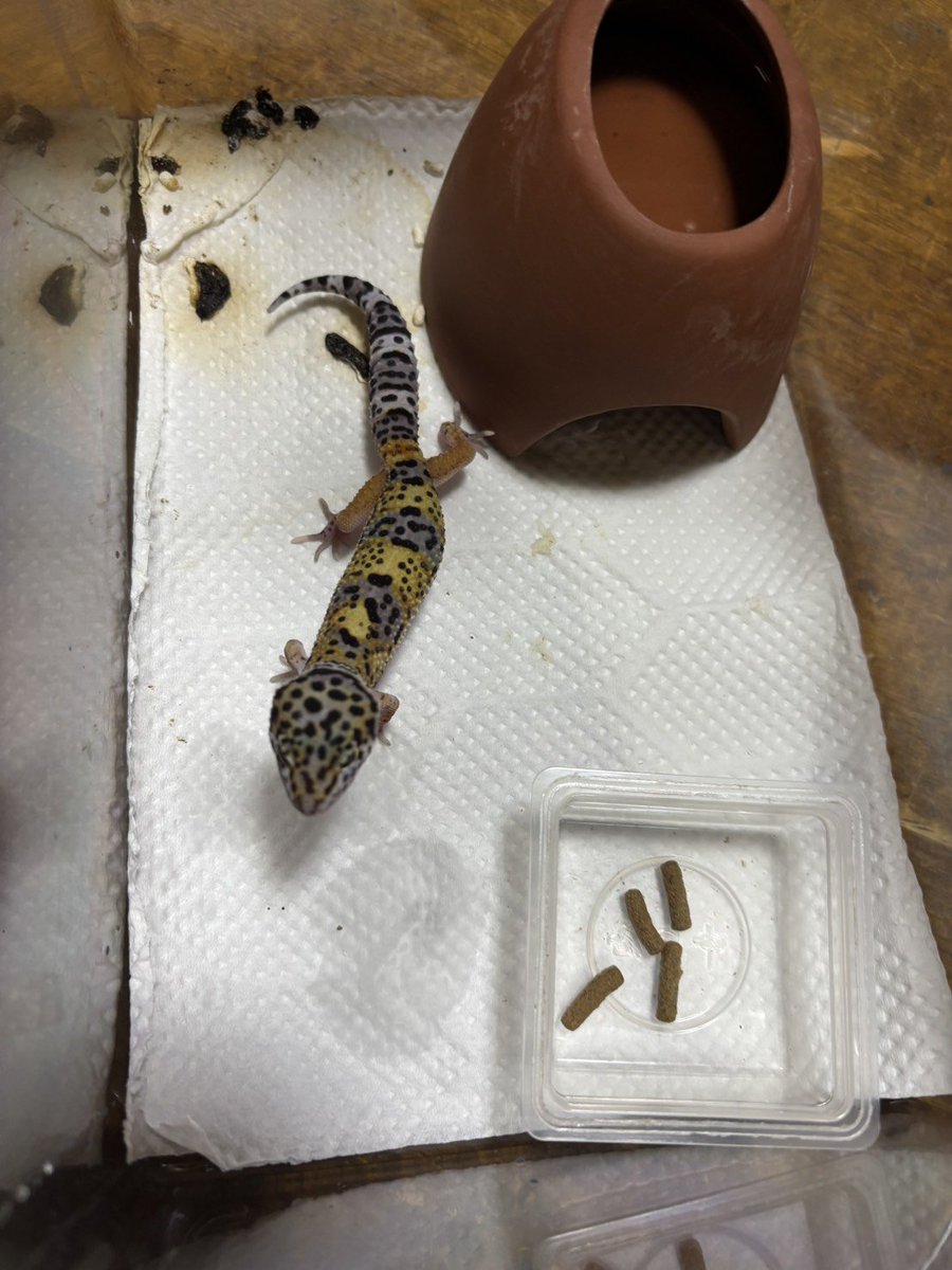 2929farm's tweet photo. ご家族様募集中！！！

レオパ2匹産まれてます♪

お気軽にお問い合わせください♪

#レオパードゲッコー
#ヒョウモントカゲモドキ
#ブリーダー https://t.co/xpTQgG57tT