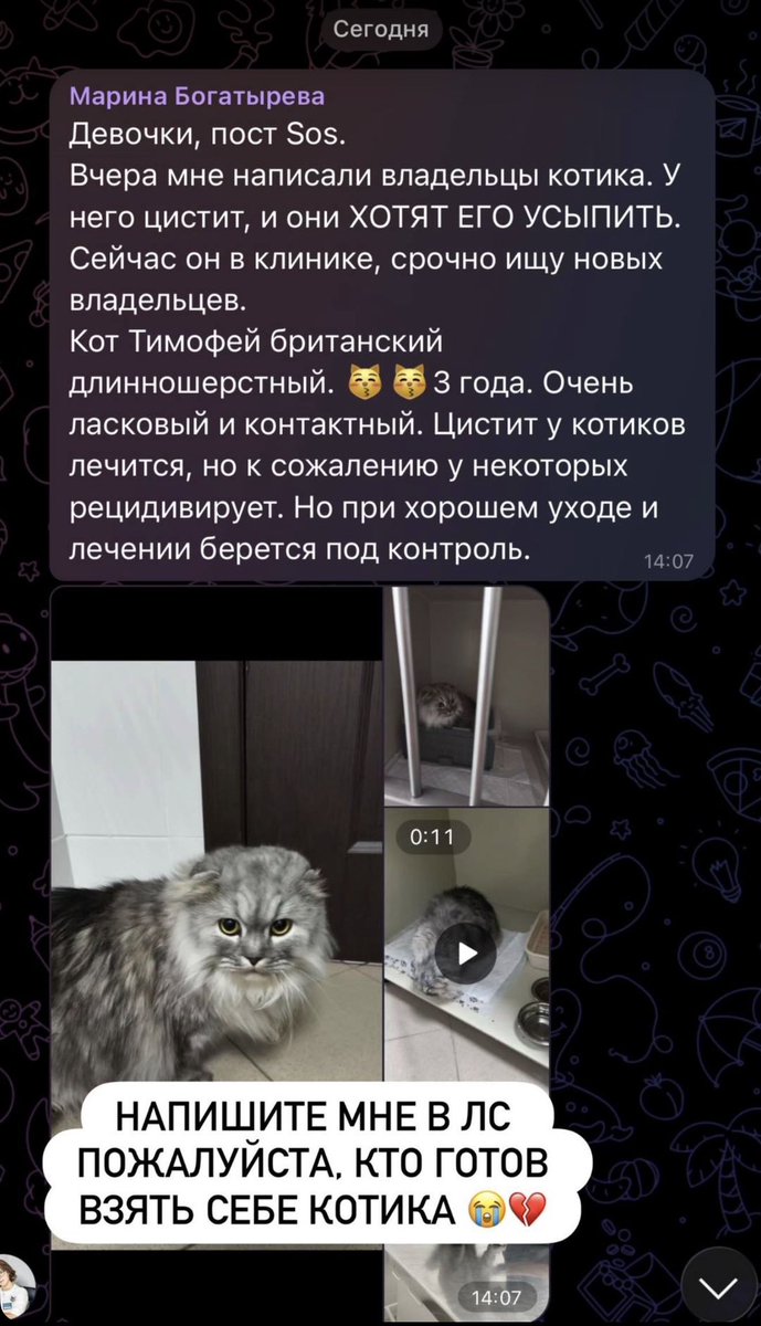 minilubov's tweet photo. сделайте пожалуйста репост. безмозглые хозяева хотят убить кота. возьмите спасите красавца если можете. москва 

мы с сестрой подобрали кота с таким диагнозом два года назад. его выкинули на улицу умирать. рецидивирующий цистит у самцов довольно легко лечится операцией, примерно 20к₽ стоит. коту формируют новый уретральный канал и делают полную кастацию. в итоге у кота Кокоса за три года ноль рецидивов