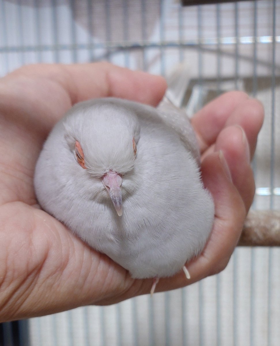 sashimi_hato's tweet photo. 鳩は液体
 #ウスユキバト https://t.co/joaQFbOnHL