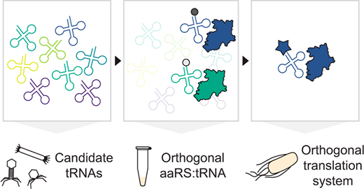 O_Borkowski's tweet photo. Engineered Orthogonal Translation Systems from Metagenomic Libraries Expand the Genetic Code
https://t.co/P6one7WiMr https://t.co/TglyKDhy7N
