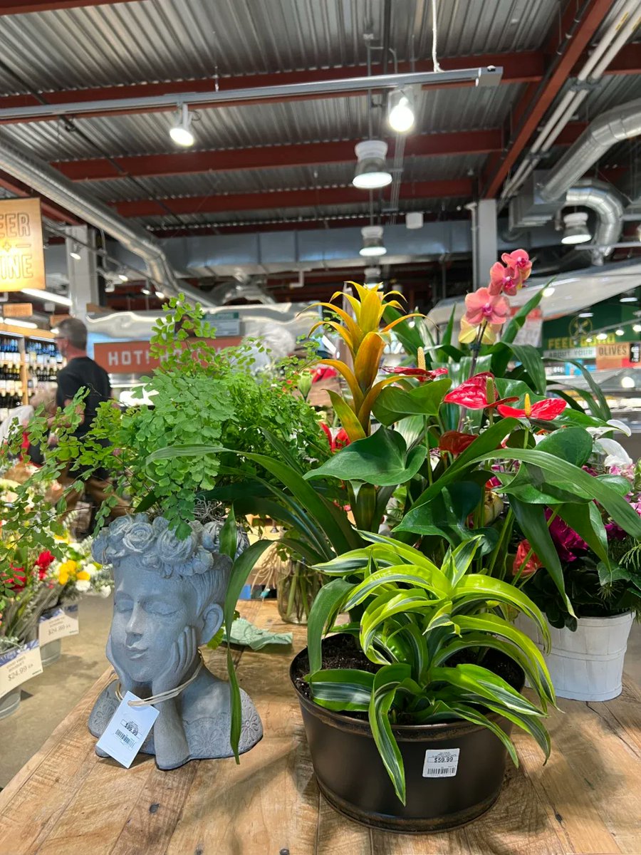 platw974061's tweet photo. This year, I quit the 9-to-5 grind and started my tiny plant shop on weekends. Every potted leaf feels like a small win I grow with my own hands.， https://t.co/Lp9H3uzzYZ