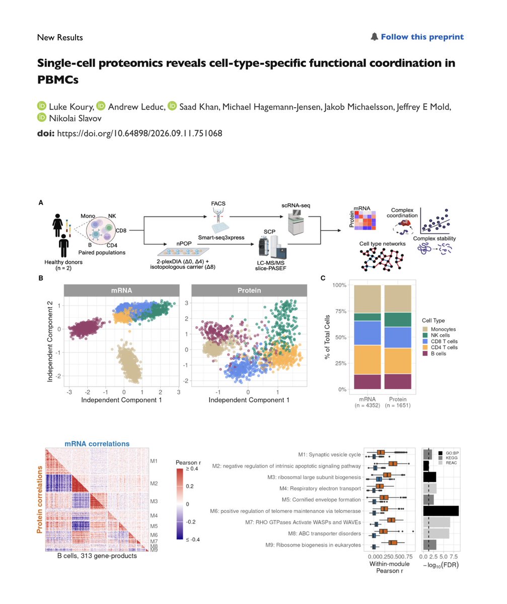 slavov_n's tweet photo. Millions of PBMCs have been analyzed by scRNA-seq.  Have we seen it all ?

We profiled thousands of single PBMCs — proteomes and transcriptomes side by side — and uncovered functional coordination undetectable in the deepest scRNA-seq we could perform.

https://t.co/JoozcYoBrm

1/