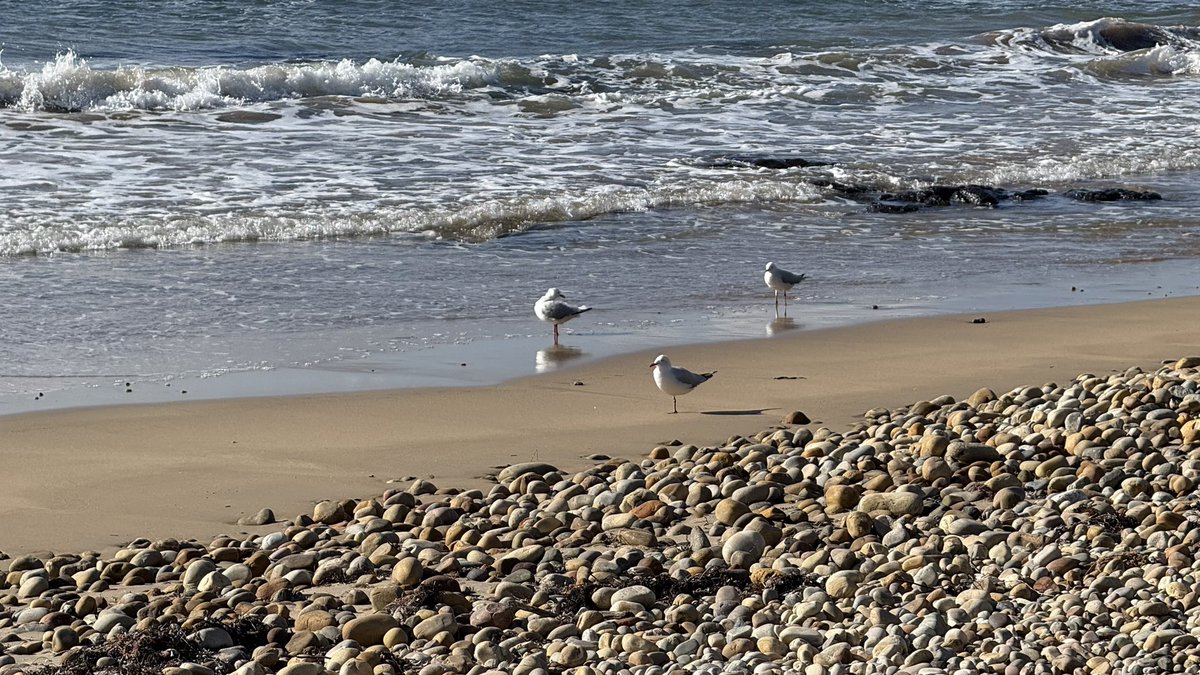 wapple15's tweet photo. #RockinTuesday #SeagullReport https://t.co/FCTRppMif1