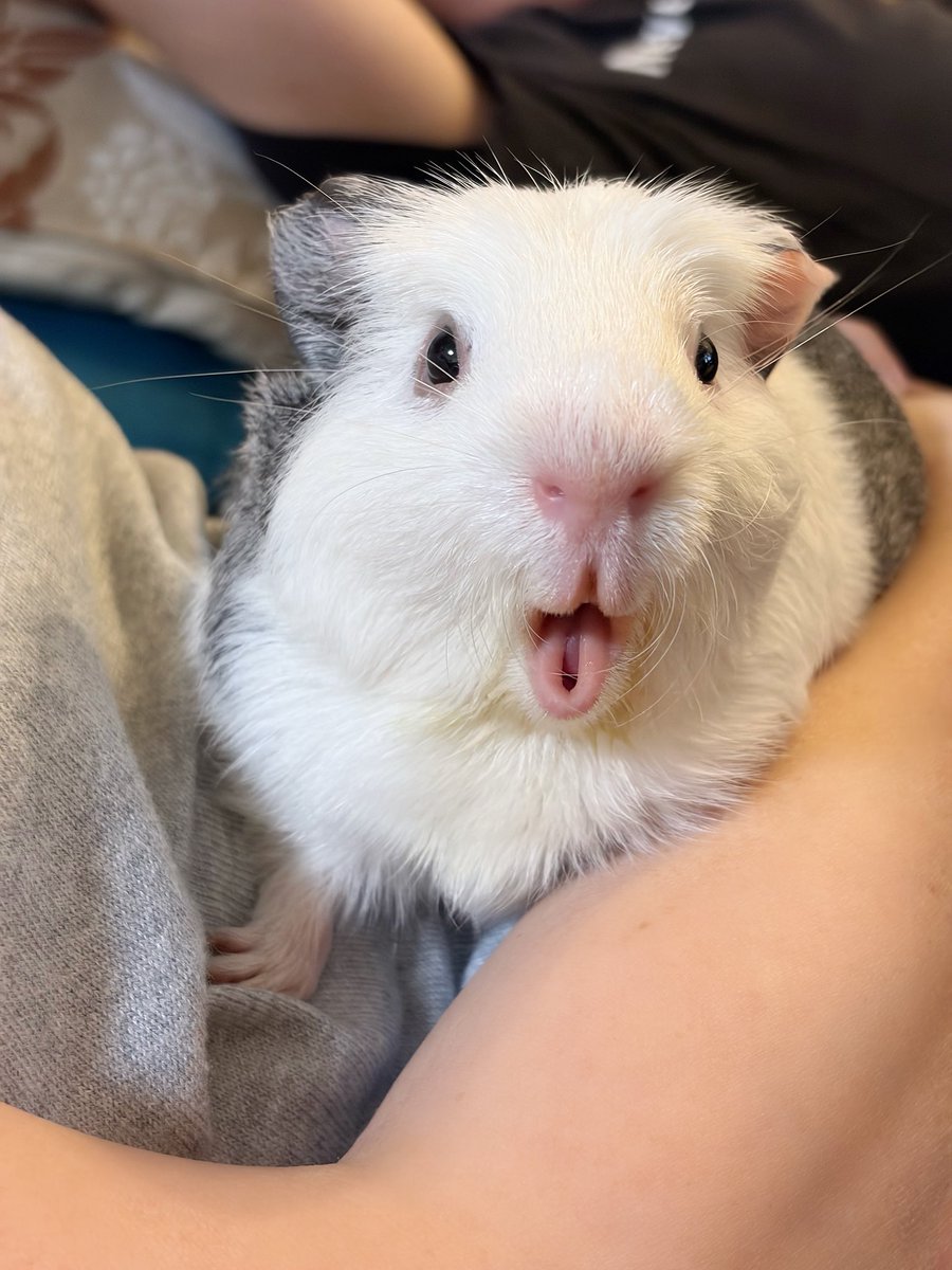 honyu1013's tweet photo. おやさい、んまーーーチモーー！

#モルモット
#guineapig 
#기니피그 https://t.co/aMveZ6k1cy