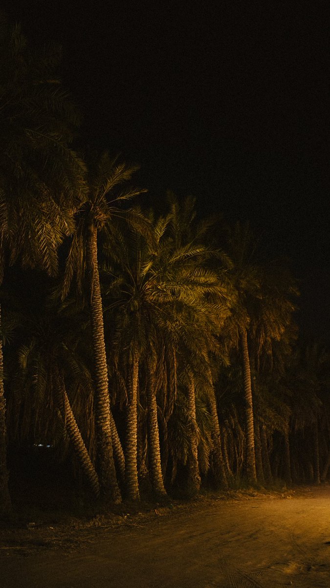 Abdullah4s6's tweet photo. بادل وسط النخيل؟ 🌴 https://t.co/ET027mjpbf