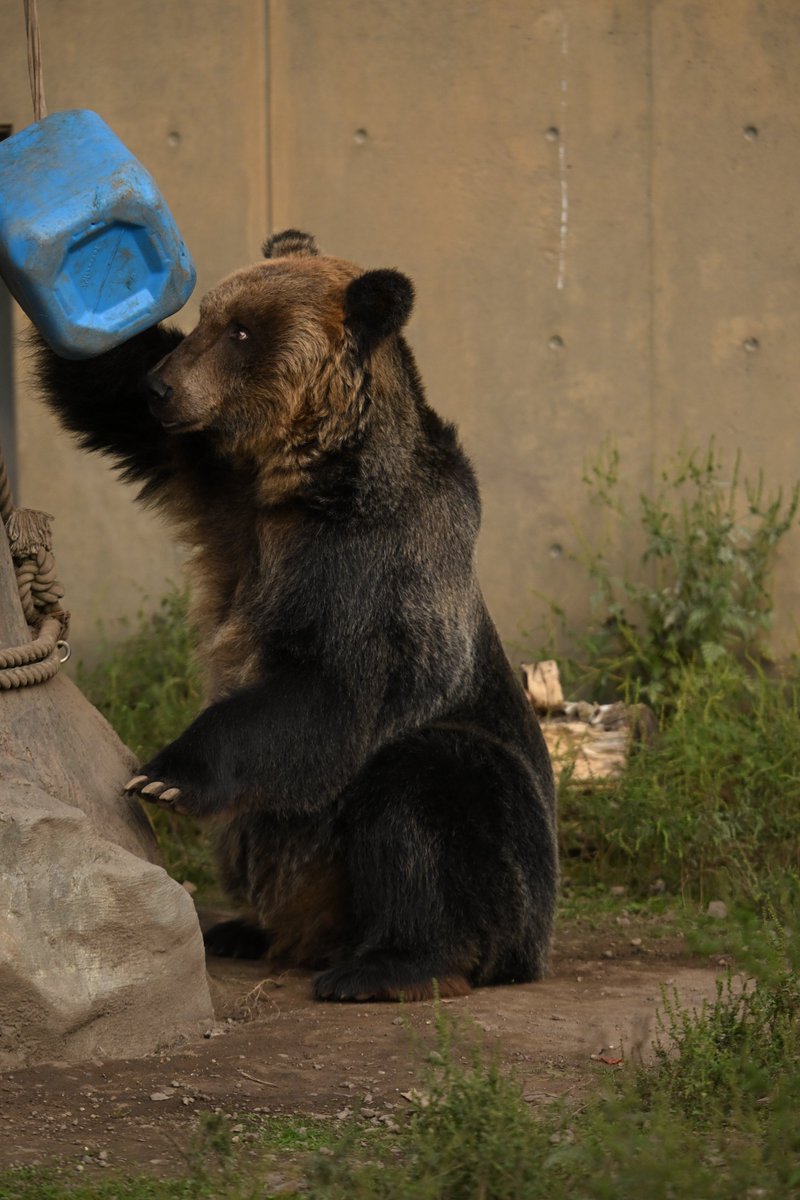 chichenghu30379's tweet photo. 今日のとんこ

#旭山動物園　#エゾヒグマ　#とんこ https://t.co/QNefFgl0vO