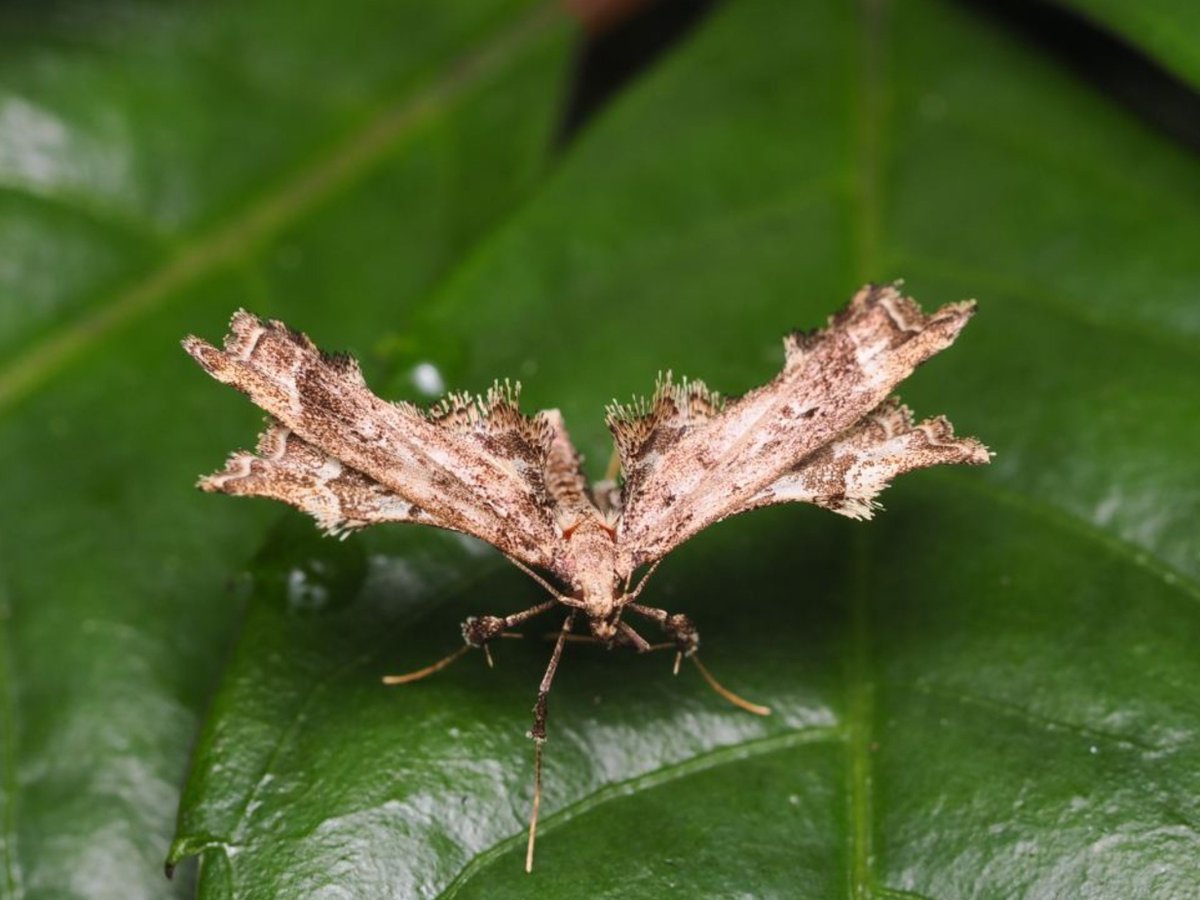 FritillaryLilly's tweet photo. #Moths #Lepidoptera #Indonesia #Sumatra #Ento #Enromology #TwitterNatureCommunity #Wildlofephotography https://t.co/CSSfdo1JPi