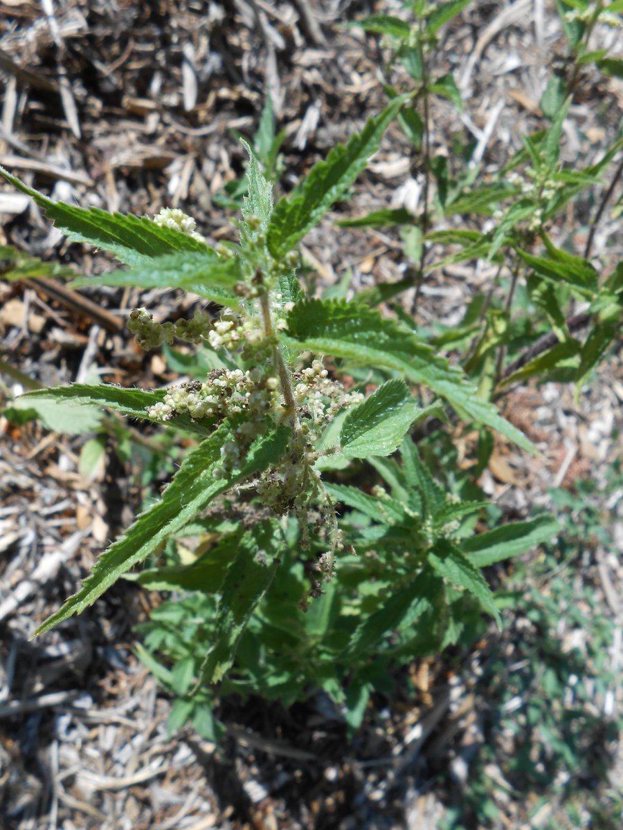 AnkhEsseneMoon's tweet photo. 🍃🌱The resilient garden nettles also survived the drought, thanks to thick mulch. They are so nutrient-dense that you could survive on nettle soup alone in case of emergency, definitely a survival plant worth growing. And a game changer for women's moon cycle.
#garden #organic https://t.co/h239lUG88x