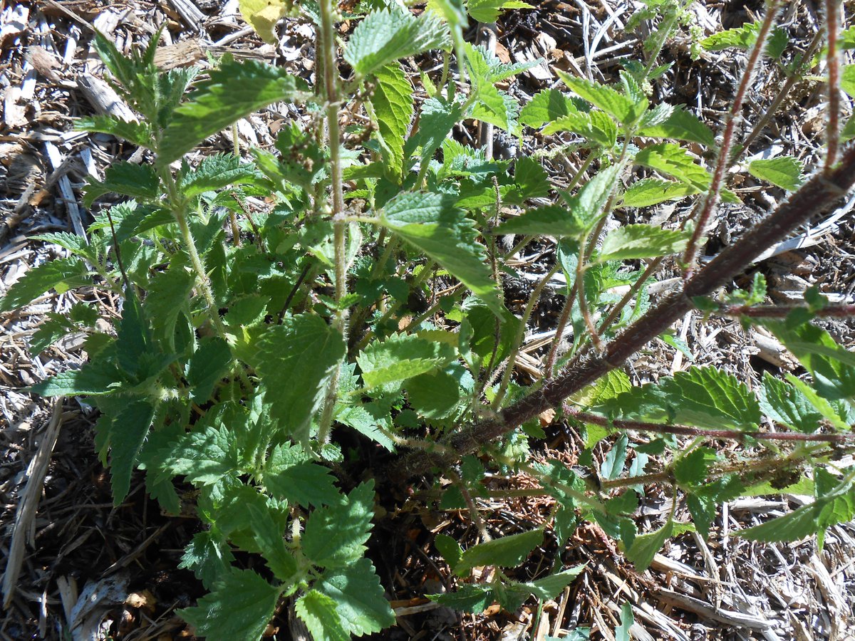 AnkhEsseneMoon's tweet photo. 🍃🌱The resilient garden nettles also survived the drought, thanks to thick mulch. They are so nutrient-dense that you could survive on nettle soup alone in case of emergency, definitely a survival plant worth growing. And a game changer for women's moon cycle.
#garden #organic https://t.co/h239lUG88x