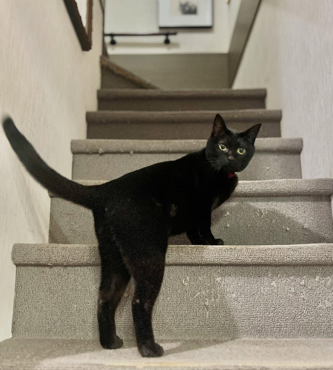 BreannaStrgj7's tweet photo. A cat turning its backside toward you with a stern expression https://t.co/xB7y6U6CCX