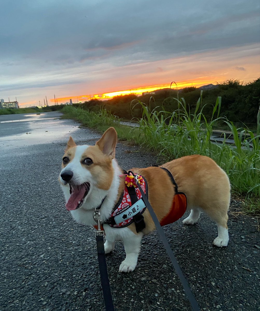 raraRAMU0221's tweet photo. 雲の合間の夕焼けと小夏のあくび🥱
雨の止み間に散歩行けました🐕
#welshcorgi #コーギー #小夏 #こなっちゃん #夕焼け https://t.co/Dp3Uipg8hx