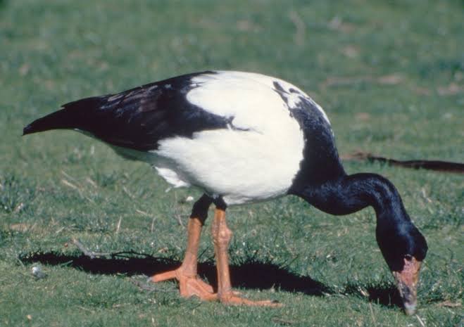 kay91052's tweet photo. Magpie goose bird, Striking black and white plumage with a black head, neck, and wings, and a contrasting white body. They are specialized herbivores that feed on wild rice, spike rush bulbs, sedges, and grass seeds. https://t.co/qrg5GQk13o