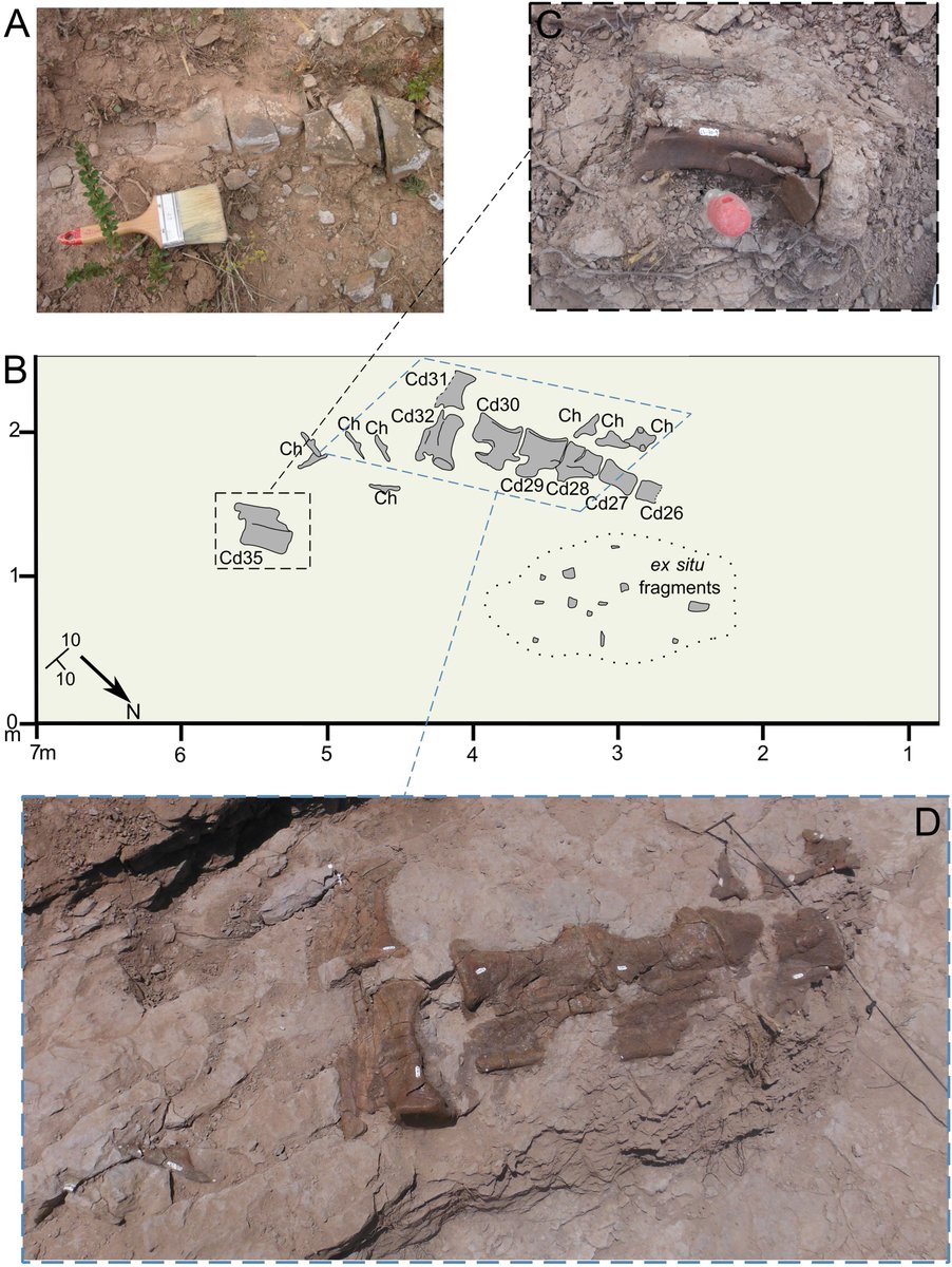 sersanfe_paleo's tweet photo. 🆕🦕 I’m excited to finally share our new research, revealing the presence of the iconic dinosaur Diplodocus in Europe for the first time. The specimen was found in El Castellar (Teruel, Spain), dating to the Late Jurassic.

Article available at: https://t.co/UwV88hkQ06 https://t.co/mh7loACP4f