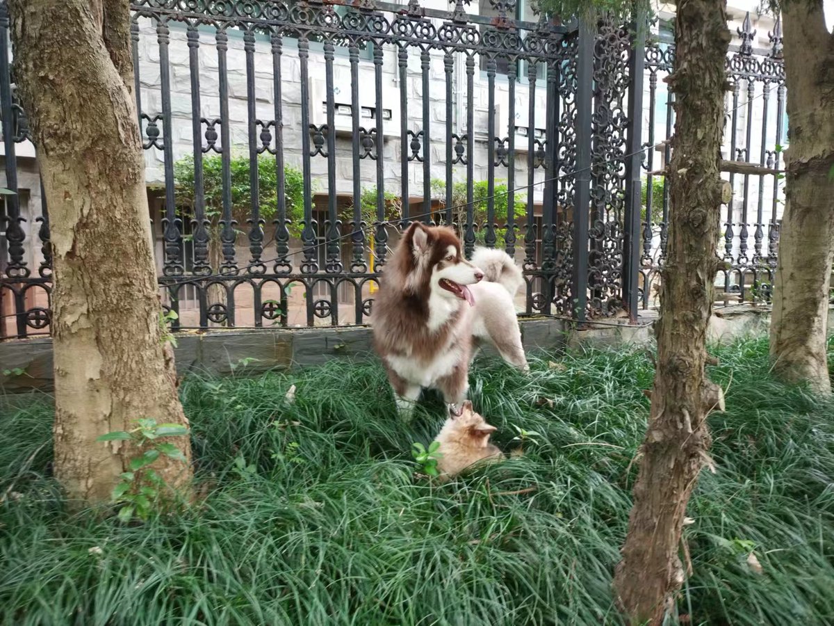 alins565626's tweet photo. My fur baby turned 6 months old today! Woke up to extra snuggles, a tiny tug toy, and already watching them grow is the best joy ever. ， https://t.co/Qqe8d9y3IX