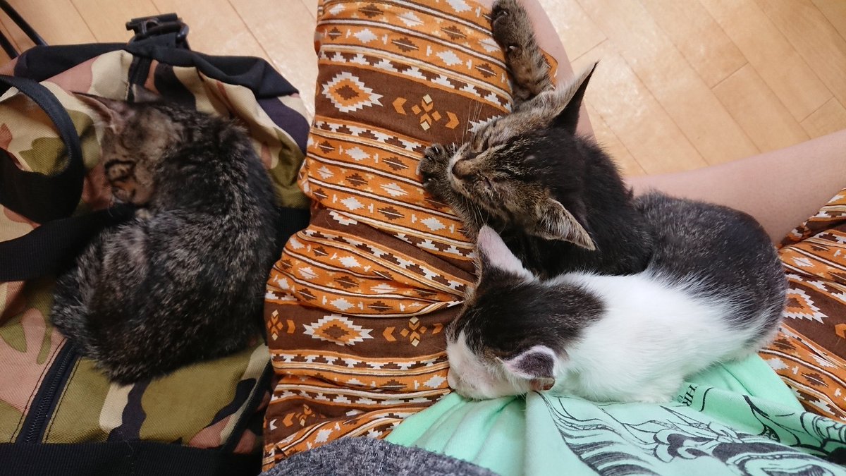 shimazenyu's tweet photo. 猫カフェは中毒になるから気をつけろ
でも良くないものにハマるくらいなら猫カフェに狂ったほうがいい https://t.co/KaBOEbPoqd