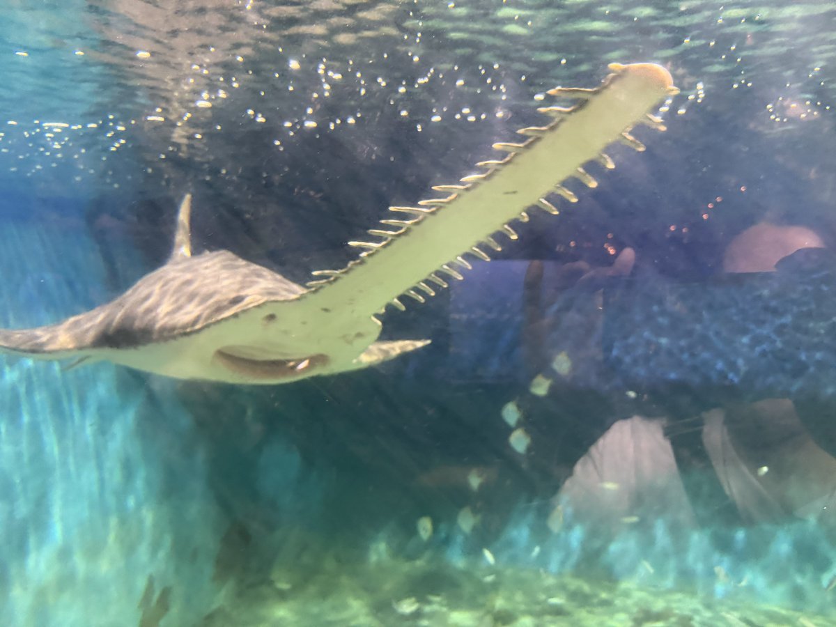 living_allf's tweet photo. 9月初めに2箇所三重県の水族館行ってきました。
ラッコ､ハナタツ(個人的に好き､展示園館が少ない)､チンアナゴ水槽にメダカ泳いでた。
オオノコギリエイめっちゃかっこいい
久しぶりに遠方の水族館に行って沢山勉強になりました🙇‍♀️ https://t.co/xbMXzKpLPW