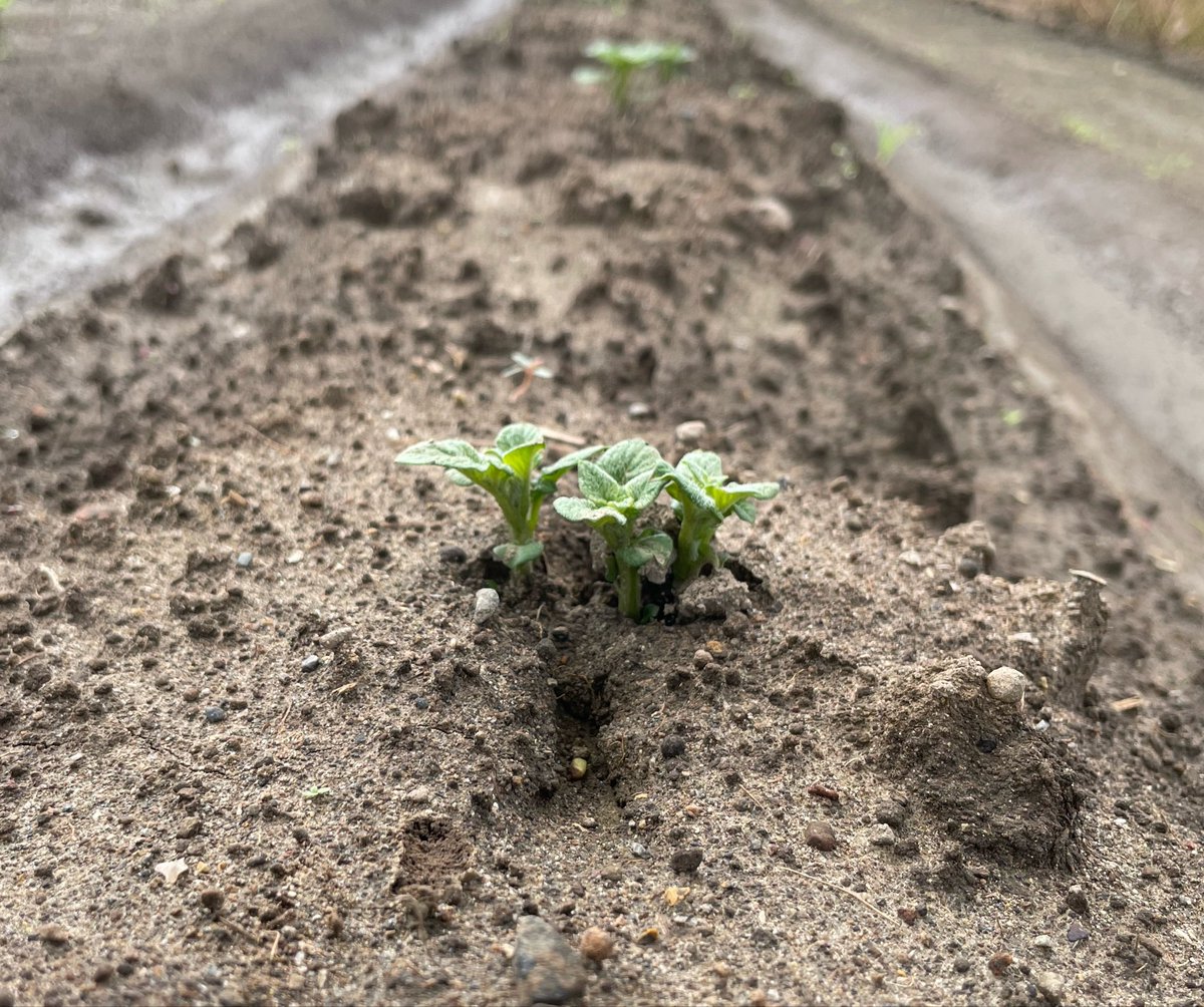 Non_Biri3's tweet photo. じゃがいも🥔

秋じゃがいも「デジマ」
9/1植え付け

この長雨☔️の中、どうにか発芽🌱
雨☔が多すぎて上手く育つのか心配😟 https://t.co/MgSkPvJh6y