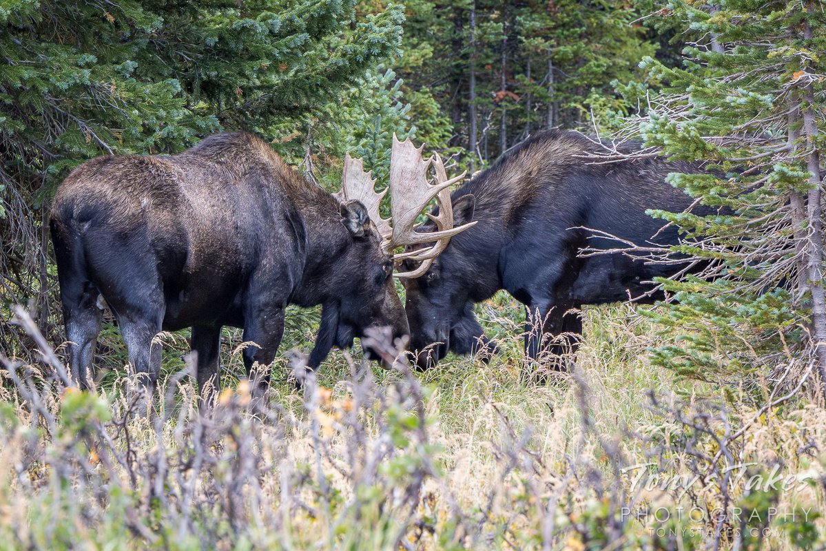 TonysTakes's tweet photo. Moose bulls go head-to-head. The velvet has been shed off their antlers and now the gloves come off. The rut is on! 🫎
#moose #antlers #wildlife #wildlifephotography #Colorado #OptOutside https://t.co/HxgeEPOLgb