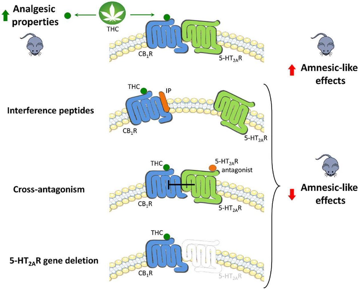 club_gut's tweet photo. We should also understand how this dovetails with the serotonergic system, where serotonin receptors are adjacent to cannabinoid receptors. So, the serotonergic greatly impacts the glutamatergic.
This includes the excruciating route to #SIDS and SUDEP (and SADS) as cardiac vagal neurons are controlled, shutting down the heart.
https://t.co/iNUZw361tK
https://t.co/S28rHdawoZ