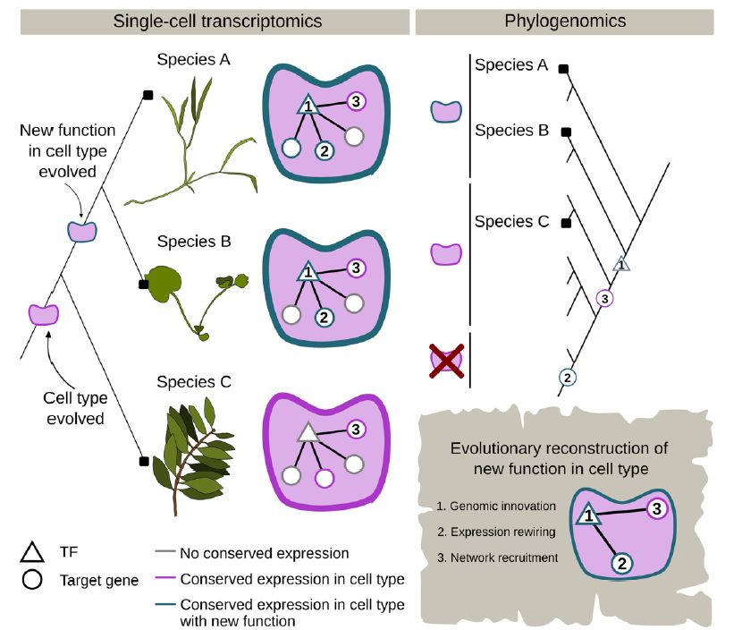ThePlantCell's tweet photo. Decoding plants cell by cell: opportunities and challenges in single-cell and spatial biology (Lieven De Veylder , Maite Saura-Sanchez , Bert De Rybel , Tatsuya Nobori , Klaas Vandepoele , Lorenzo Caputi , Sarah E O’Connor , Jian Xu) https://t.co/jhVJSZ3BHp @ASPB #PlantSci https://t.co/JKgnDNP8KV