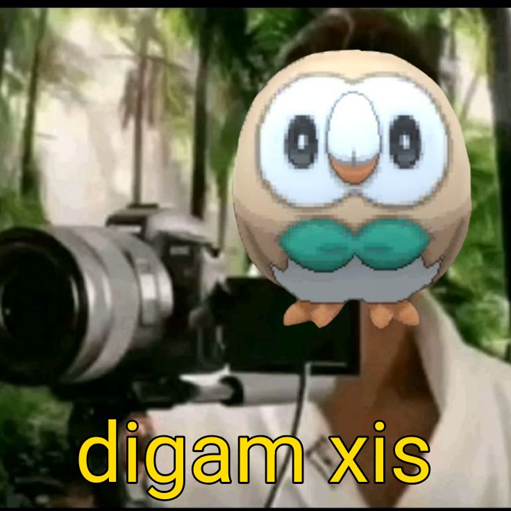 acervorowlett's tweet photo. 🚨 VOCÊ SABIA? 🚨

Rowlet é aspirante a fotógrafo https://t.co/1RZehCaMfH
