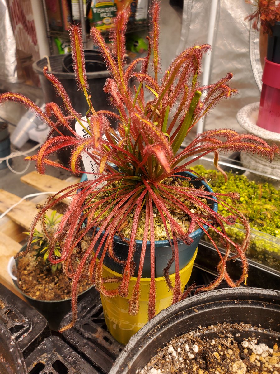 TomWayne1385317's tweet photo. @ISHIBELIEVE excellent organic pest control
#drosera #sundew https://t.co/6ulFbg7U9q