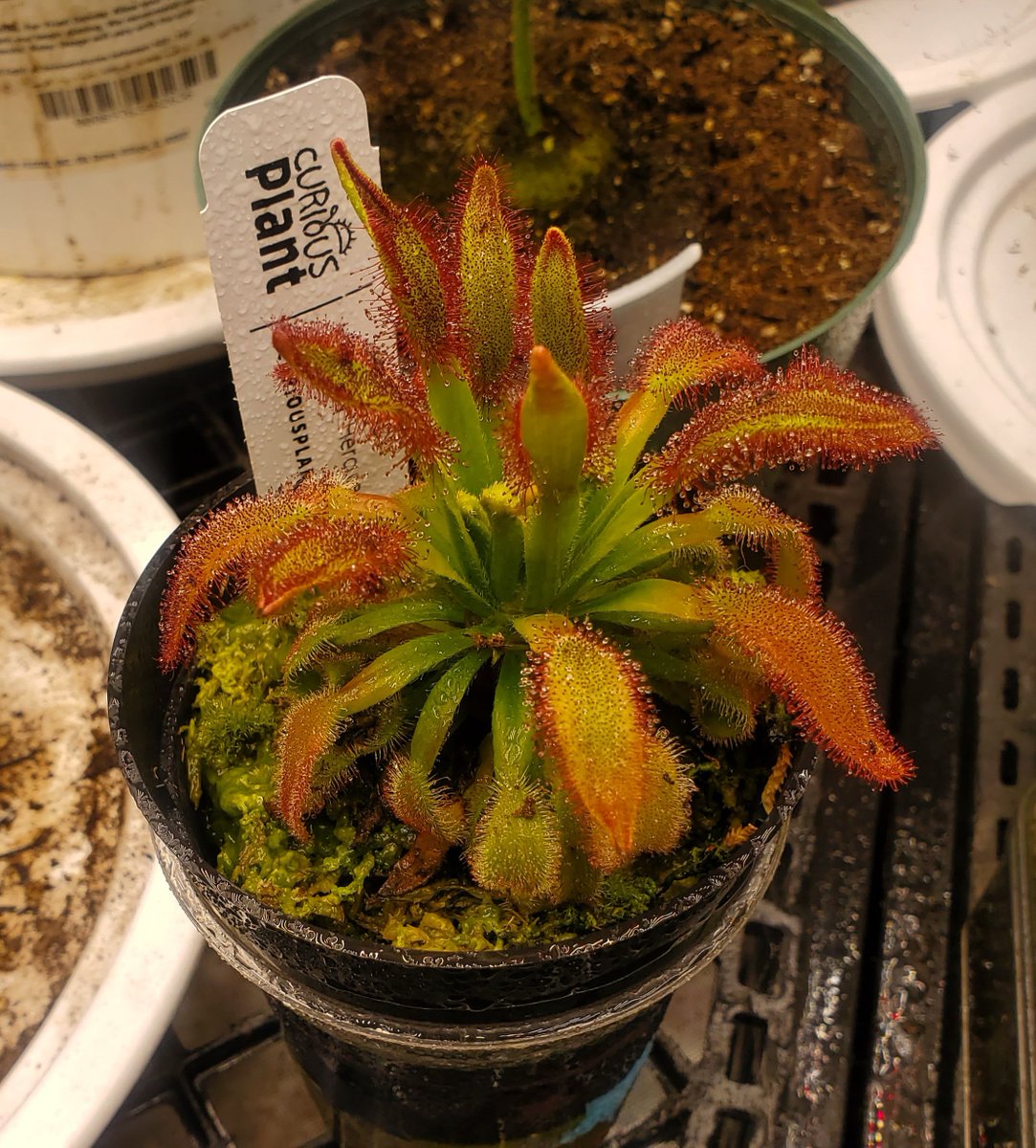 TomWayne1385317's tweet photo. @ISHIBELIEVE excellent organic pest control
#drosera #sundew https://t.co/6ulFbg7U9q