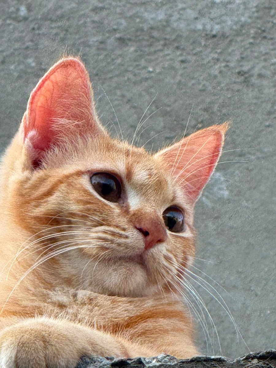 DailyCatsX's tweet photo. https://t.co/zjj1uHAoXF