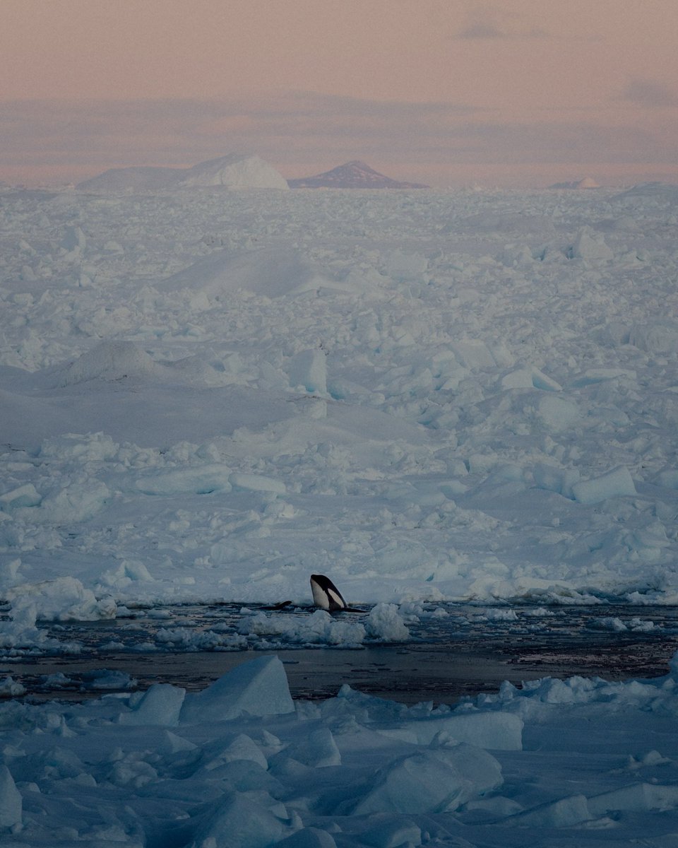 visualsofearth1's tweet photo. An Antarctic orca spyhops through a fracture in the dense sea ice to survey its frozen hunting ground. https://t.co/Bs3mffbG1S