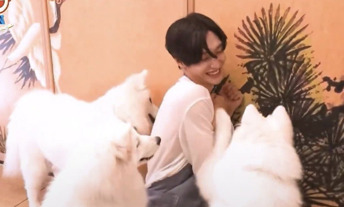 mihakcollection's tweet photo. 큰 강아 작은 강아 반응 차이 뭐임 ㅋㅋㅋ https://t.co/ERIXnyp6j3