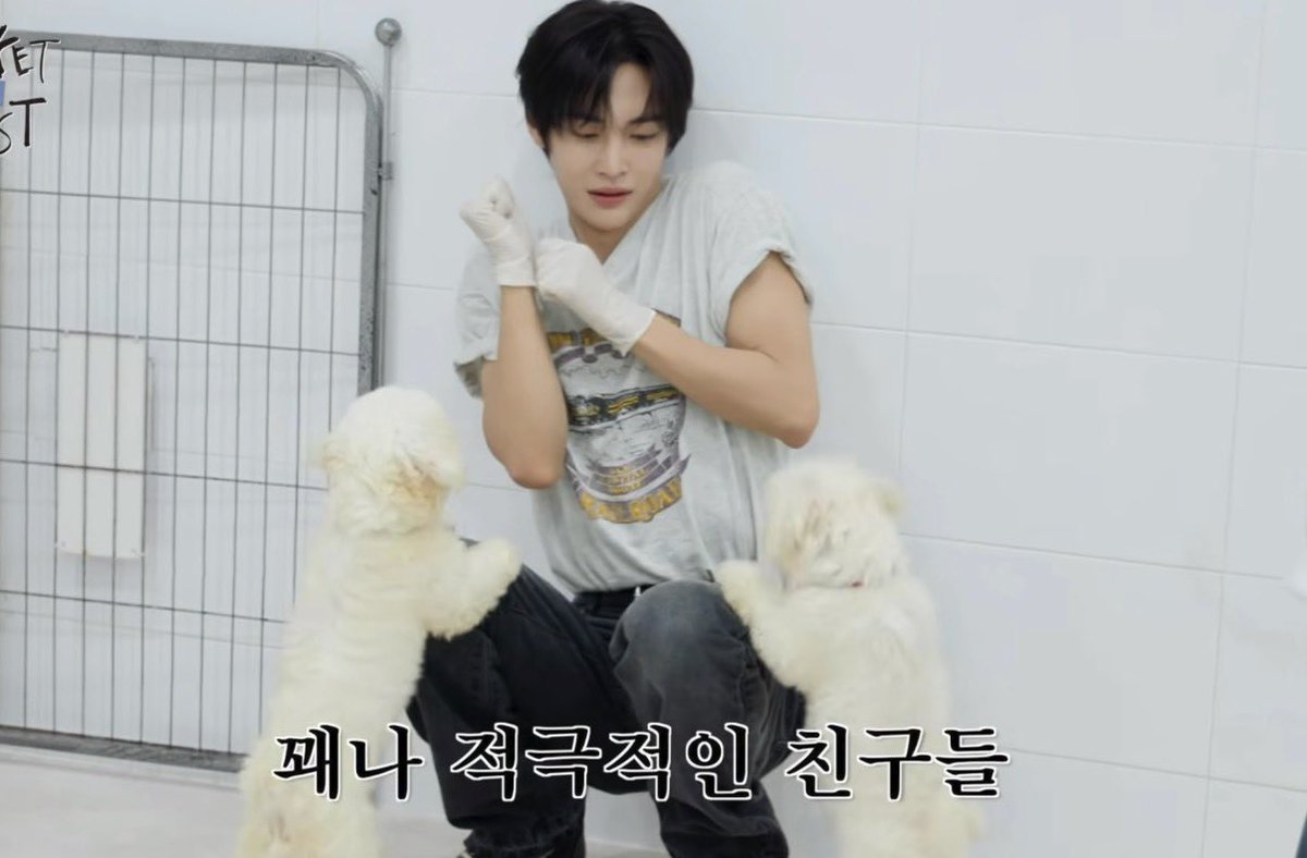 mihakcollection's tweet photo. 큰 강아 작은 강아 반응 차이 뭐임 ㅋㅋㅋ https://t.co/ERIXnyp6j3