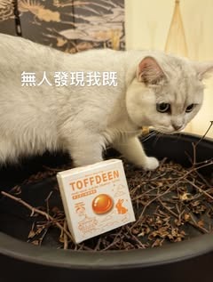 AnthonyThonhook's tweet photo. Whoever can train our elephant to gesture "Yes" and "No" will win $1000!" The townfolk crowded the stands, watching as trainer after trainer failed to make the elephant signal "Yes" and "No". https://t.co/0j9T4UtKjX