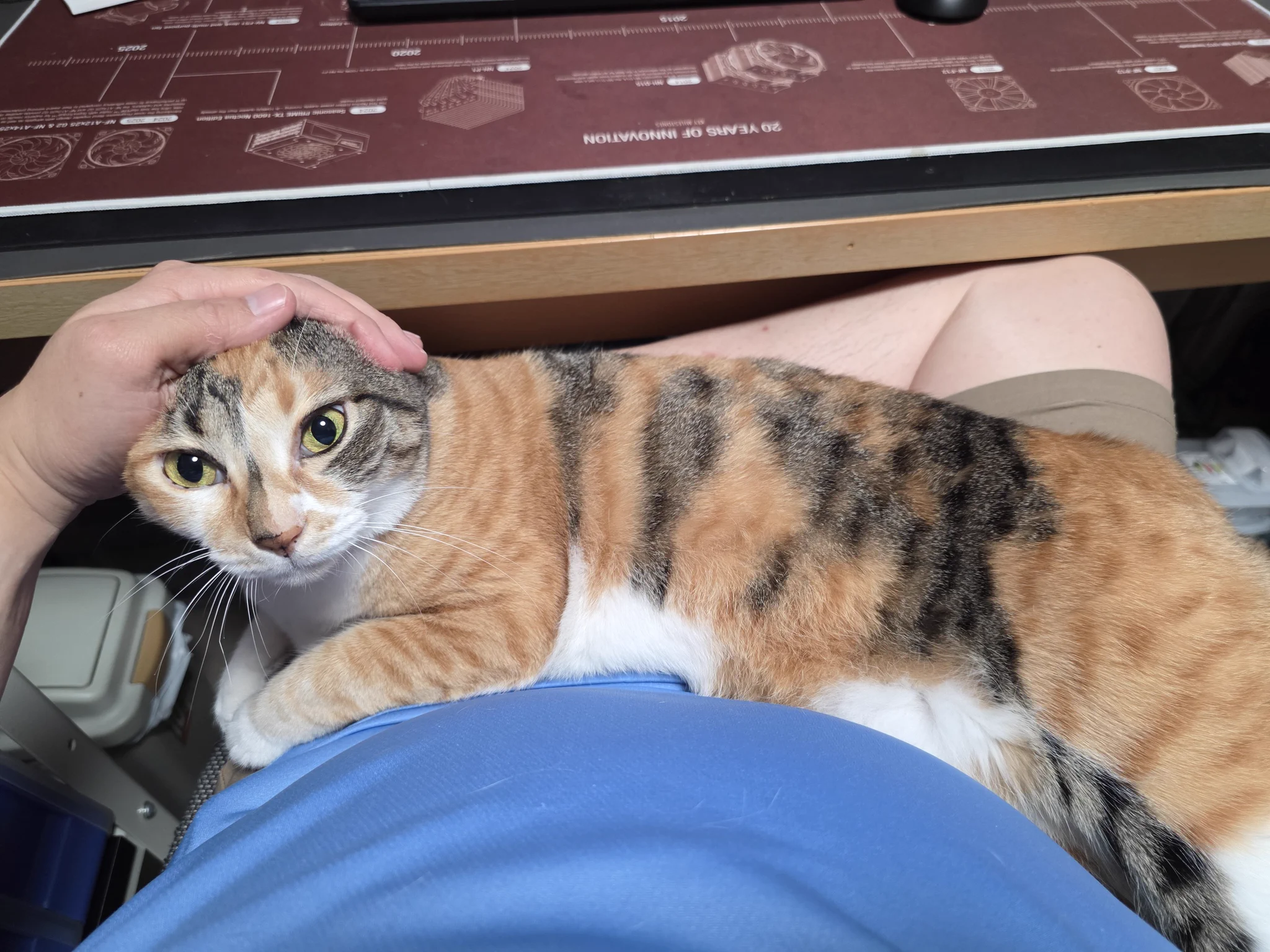 えむ猫 えむねふぉ🐱😺😼🙀 on X: 