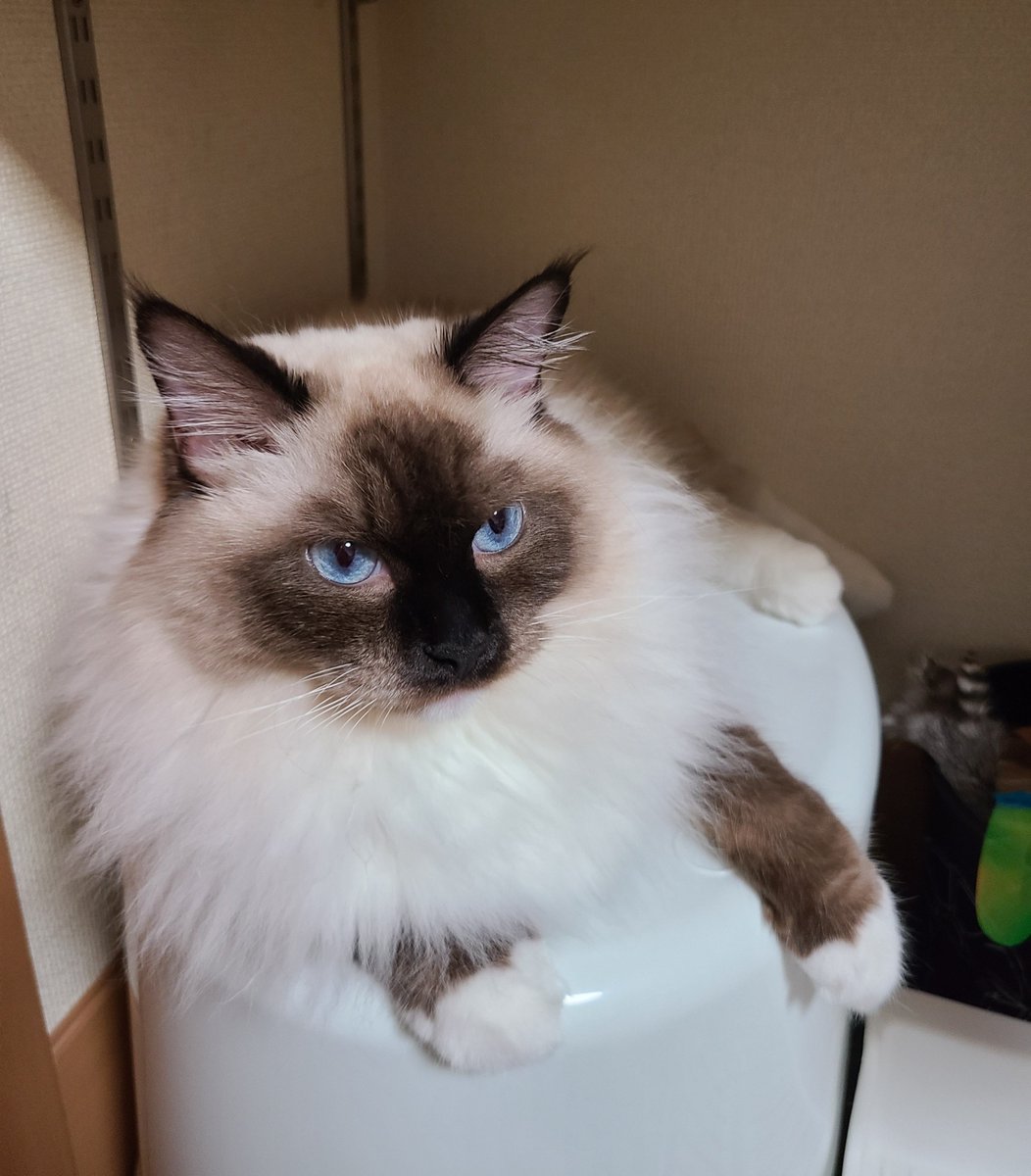 terifuriame's tweet photo. 最近のお気に入りスペース(しまってある昔使ってたトイレの上)でくつろぐプリンセス🐱
冬毛になってきた気がします！ https://t.co/zjApznsnhC